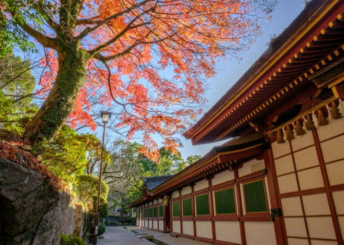 An outside shot at Dazaifu Tenmangu, with the tree above turning red for fall.